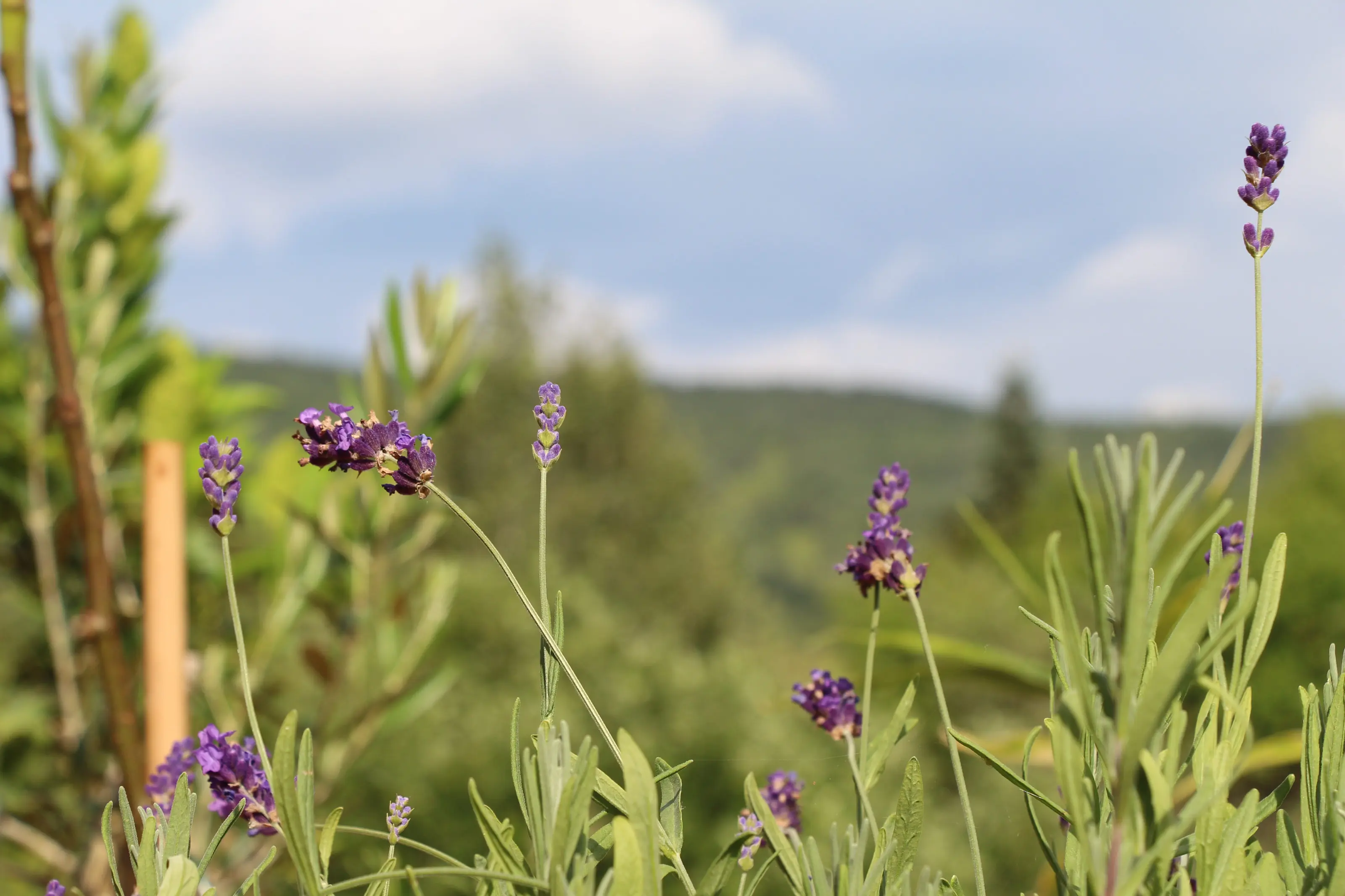 La lavande du jardin devant la montagne boisée de Charlevoix