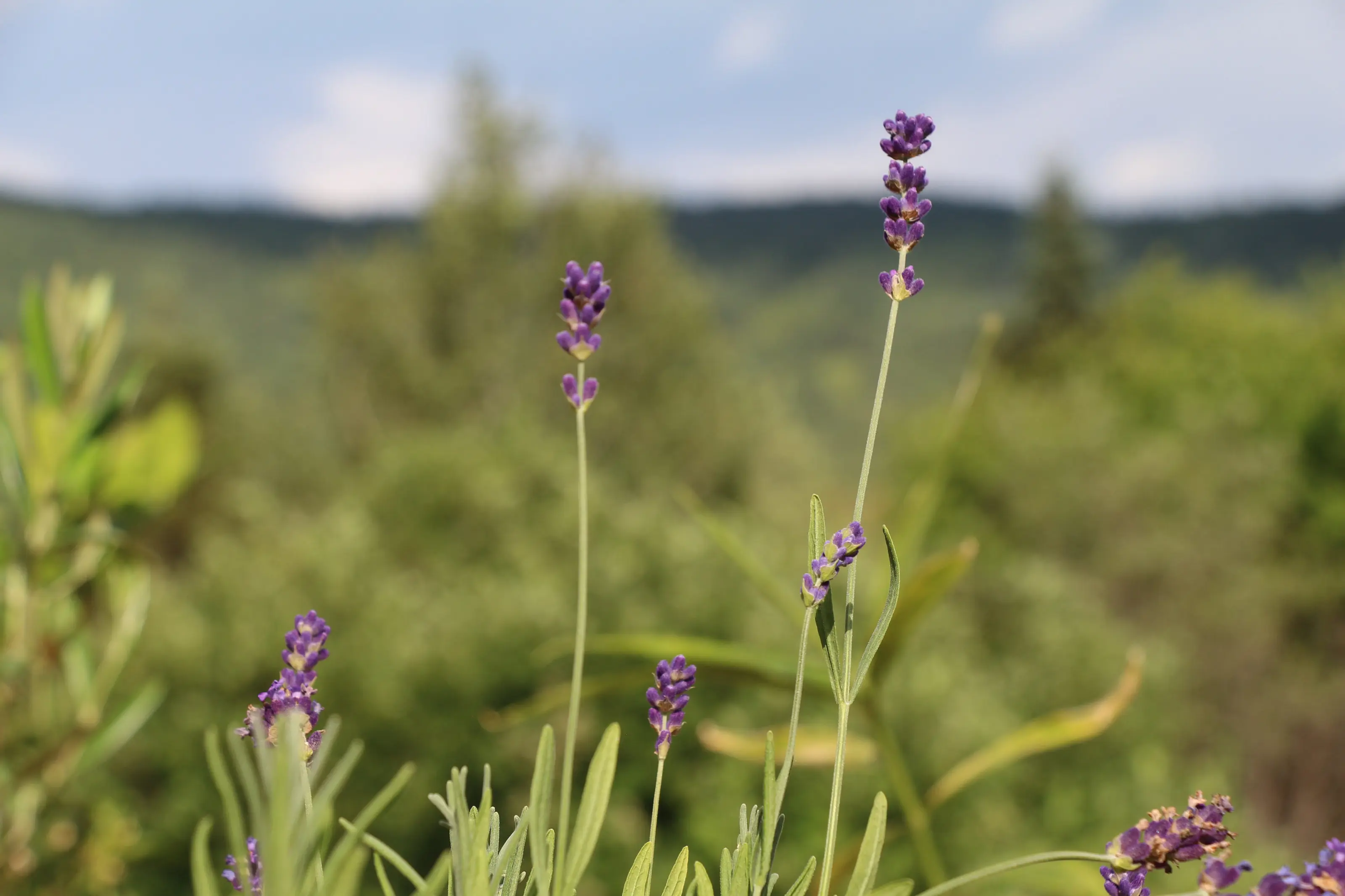 Des tiges de lavande du jardin du Hamac devant la montagne de Charlevoix