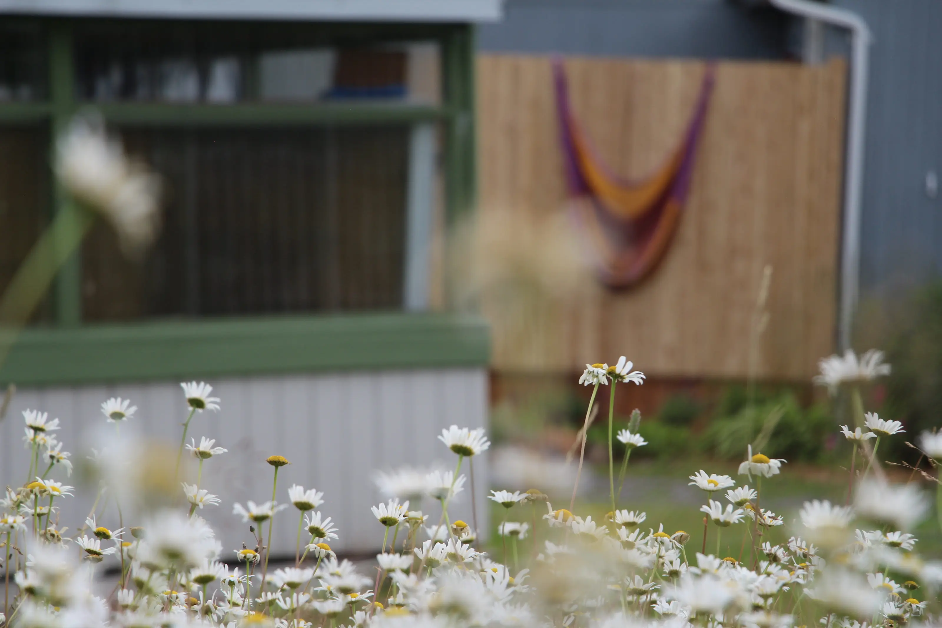 Un massif de marguerites devant la terrasse, un hamac terracotta et violet tendu contre un mur de cèdre
