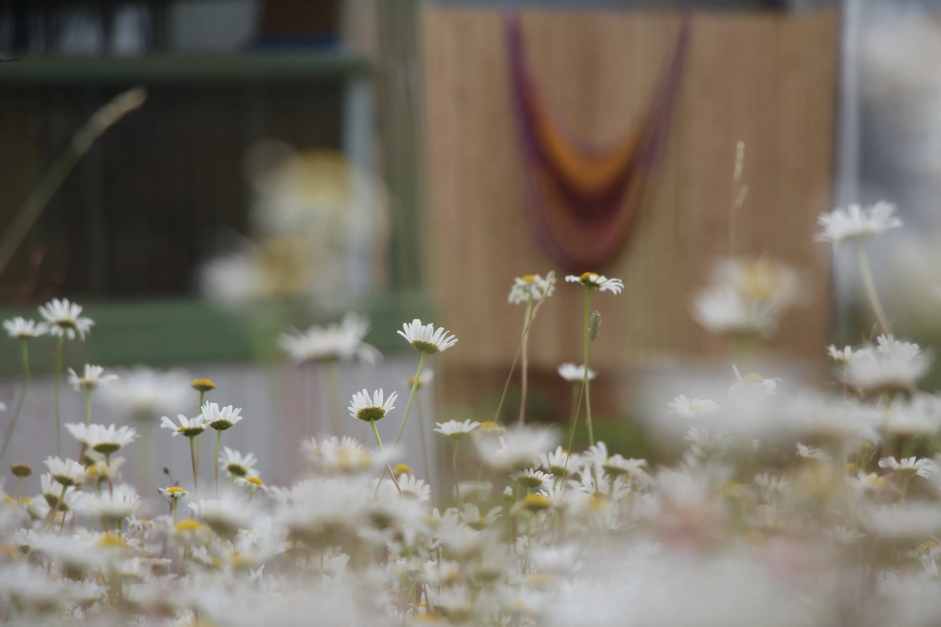 Un champ de marguerites devant la galerie et le hamac du Hamac