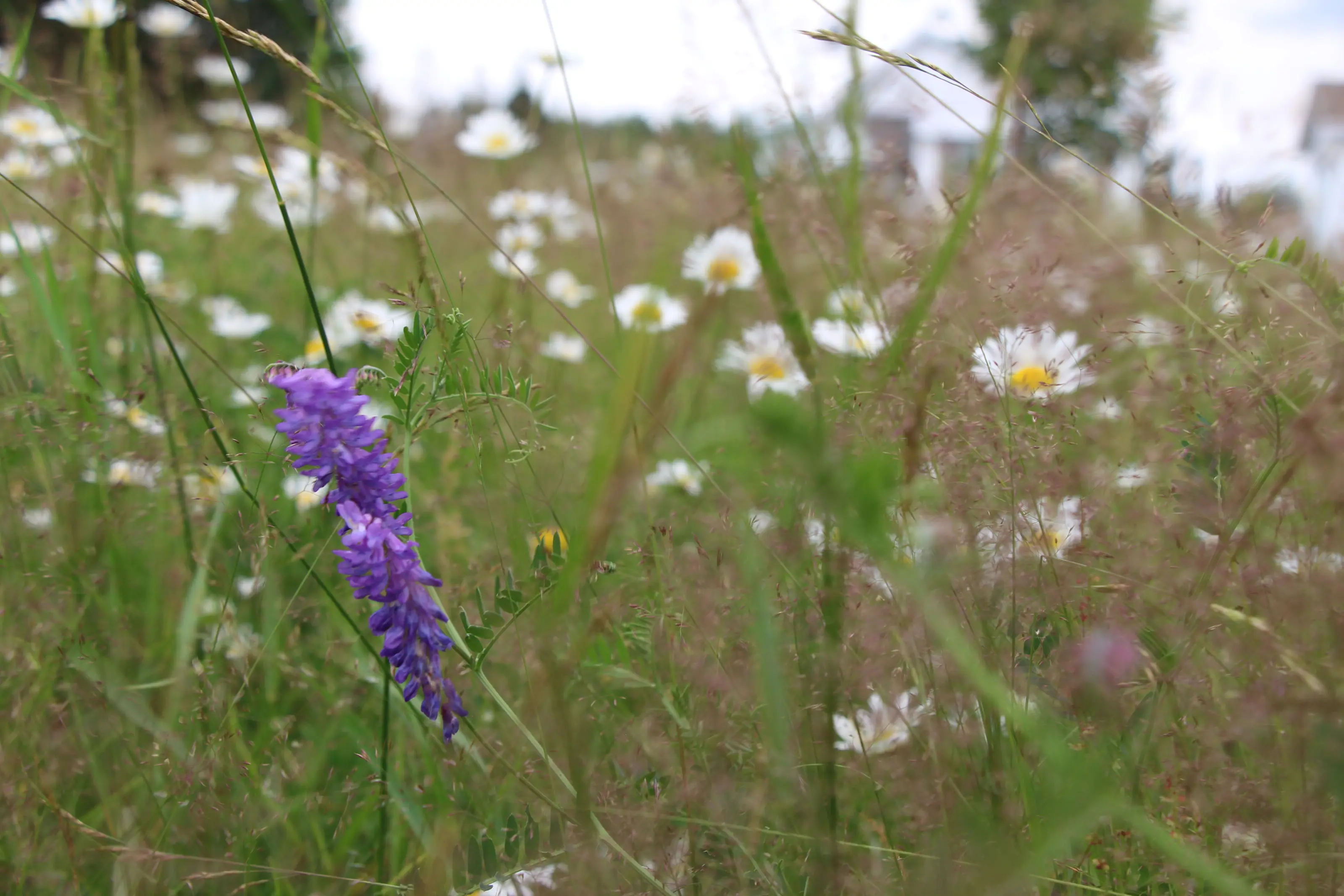 Un pré fleuri de marguerites et de vesce sauvage sur les hauteurs de La Malbaie